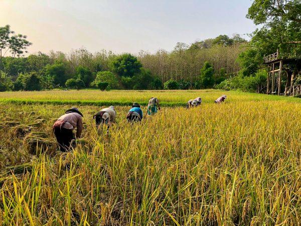 Chiang Mai, vacanze ecosostenibili a contatto con le tribù